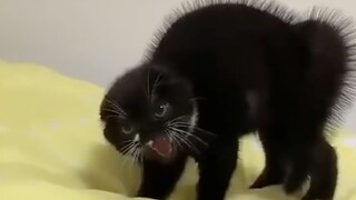 "Shocking Cats for Five Hundred Years"