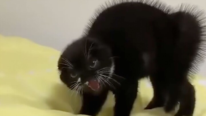 "Kucing Terkejut Lima Ratus Tahun"