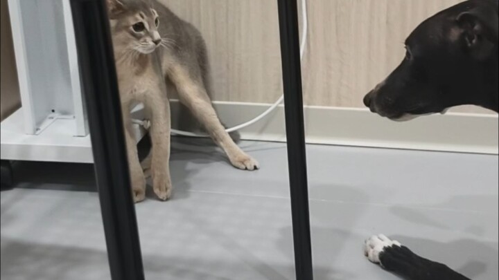 First time seeing a dog