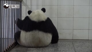 大熊猫怡然第一次当妈妈，刚开始面对这个粉色的小生命有点懵