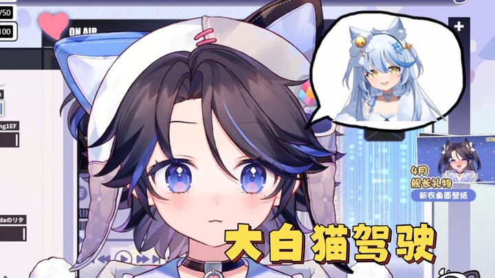 大白猫驾驶员,超绝猫感【玻莎】