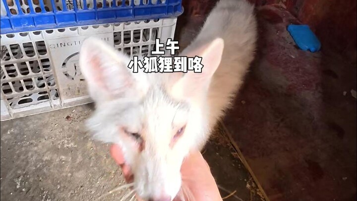小狐狸真可爱.......