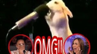 Top 5 best auditions animals, America's Got talent 2017