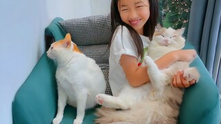 The Ultimate Jealous CATS Videos Funniest Pets Videos 2024
