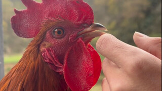 Kangen kamu, kangen kamu... kangen kamu🐔😭