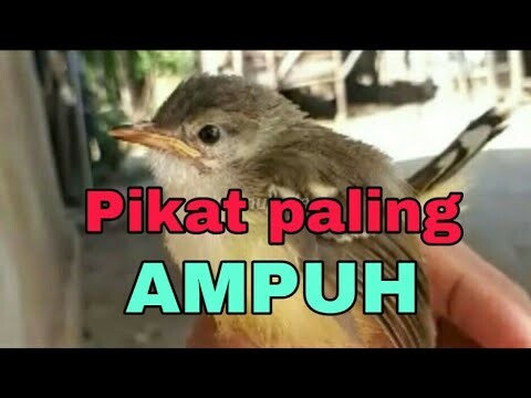 Suara anakan ciblek, bagus buat pikat dan memancing ciblek untuk bunyi