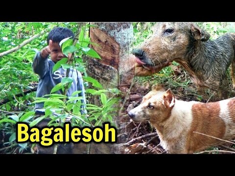 Buru Babi Di Nagari Saok Laweh - Solok Bagalesoh Manjalang Kapulang !!!