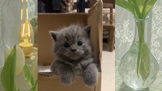 CUTE PET #น่ารัก&ตลก #5555+