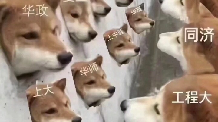 Shanghai University Holiday Memes
