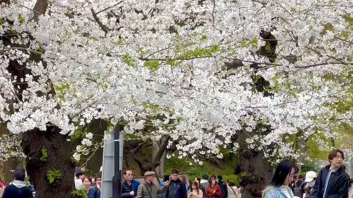 Hanami šÆšµ