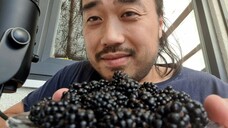 ASMR EATING SOUNDS - BLACKBERRIES