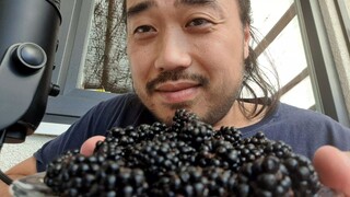ASMR EATING SOUNDS - BLACKBERRIES