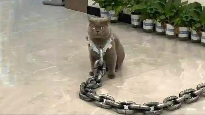 Compilation De Videos Droles La Video La Plus Drole Du Monde 1944 Bilibili