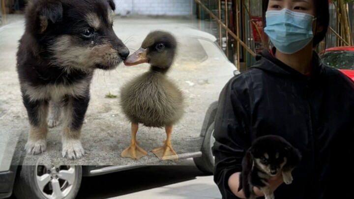 The most successful stray dog