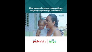 Mga alagang hayop ng mga residente, target ng mga buwaya sa Palawan?! | Born to Be Wild