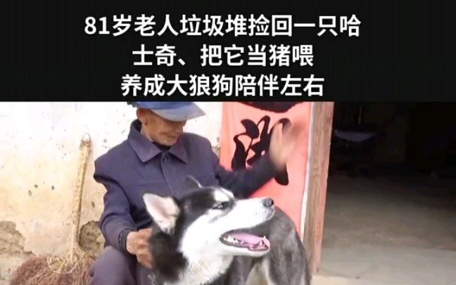 Cụ ông 81 tuổi nhặt được một chú chó Husky trong đống rác, cứ tưởng là lợn nên nuôi nấng, cuối cùng 
