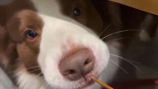 Analisis perilaku anak anjing di rumah