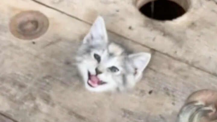 The cat needs help.