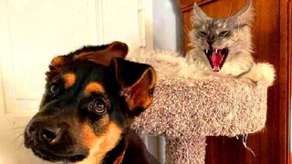 Funny animals - Funny cats / dogs - Funny animal videos 127