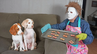Michael Myers มาตีสุนัขน่ารัก สุนัขตลก Maymo Penny & Potpie