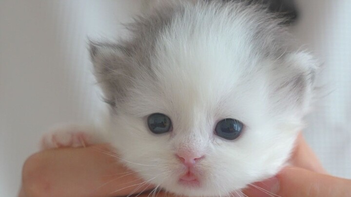 How do you save the image of a bald little kitten?!