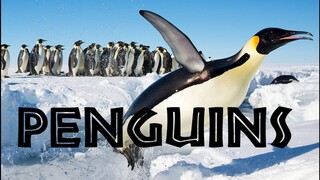 Penguins The Ultimate Survivors of the Frozen World  Full Documentary (1080P HD)