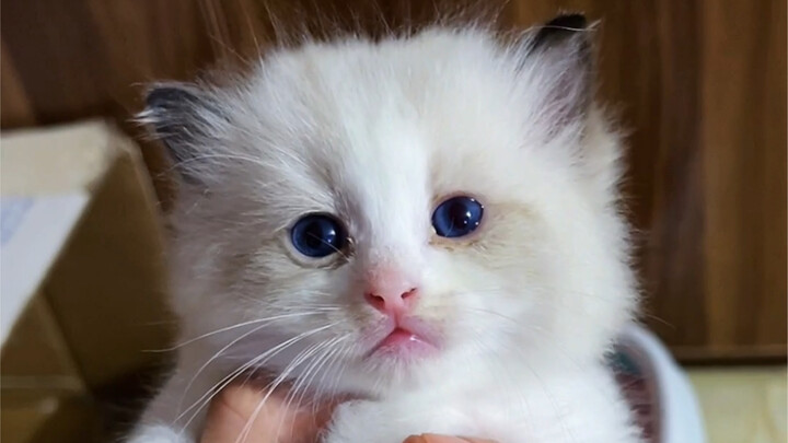 A little kitten, one bite at a time