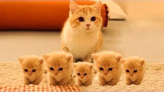 Try Not To Laugh | Funniest Cat Videos In The World | Funny Animal Videos #64