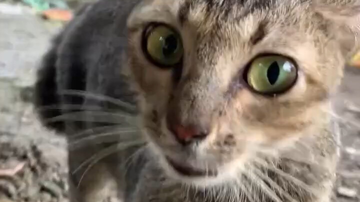Stray cats are cute too!