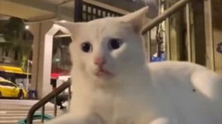 猫:你有病吧！