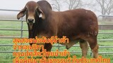 สุดยอดพ่อพันธุ์วัวบราห์มันจากอเมริกา นำเข้าเพื่อพัฒนาพันธุกรรมวัวในประเทศไทย