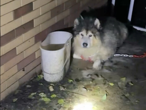 Bagaimana mungkin anjing segemuk ini bisa ditinggalkan?