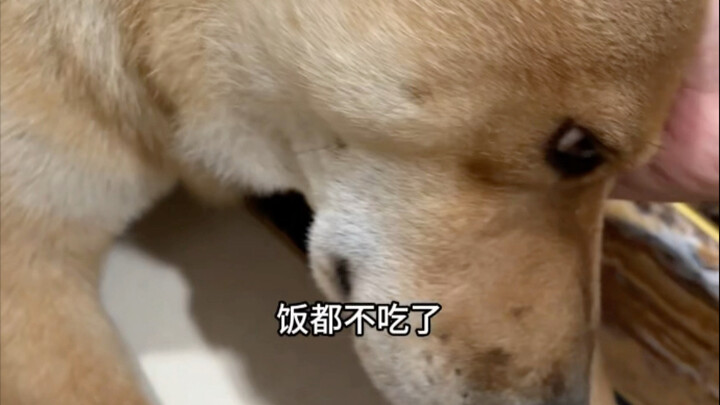 ยอมแพ้แล้วล่ะ