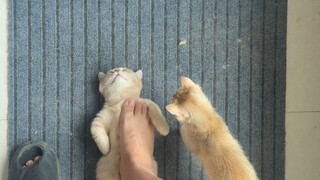 الطريقة الصحيحة لمداعبة القطط