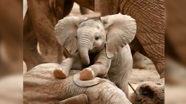 Bayi gajah yang sangat lucu ini benar-benar tak tertahankan! (｀ω´*)