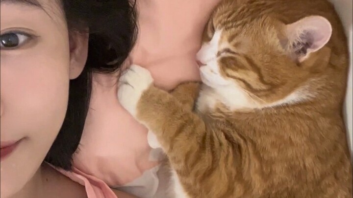 Kucing oranye besar yang pernah dua kali ditinggalkan ini setiap malam selalu menunggu aku tidur.