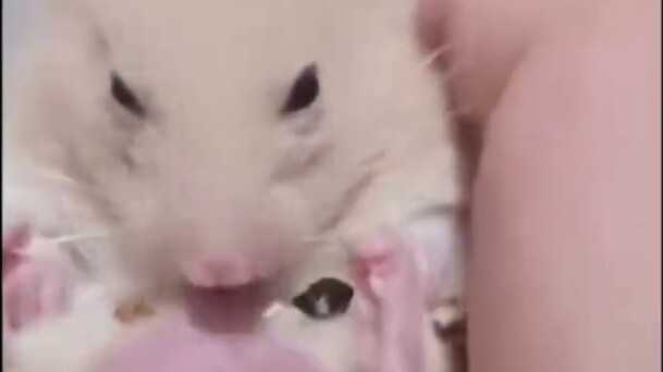 [An Qing]⚡Youth Dome Boys Will Not Meet Electronic Love Concubine Senior⚡