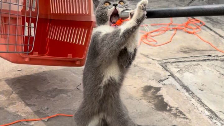Cô gái giàu có trên sân thượng, anh chàng tóc vàng trên cây