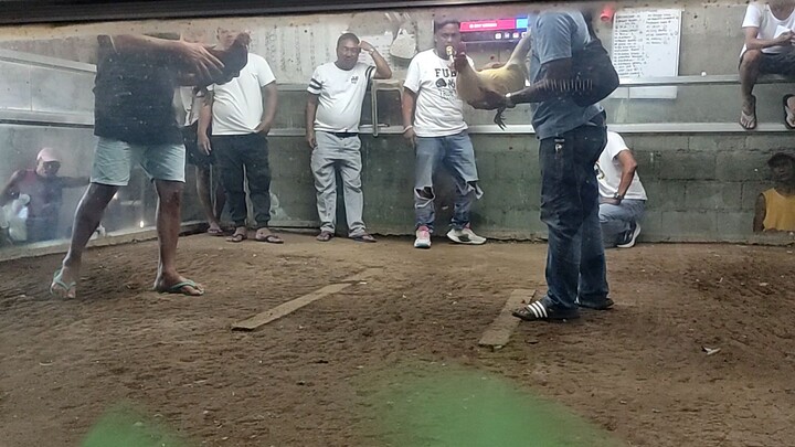 MJF GAMEFOWL,  Boston Cross Win✅ kalaban malaki matanda😁🐓