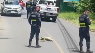 How slowly do sloths cross the road?