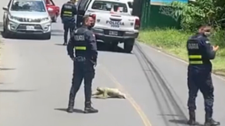 How slowly do sloths cross the road?
