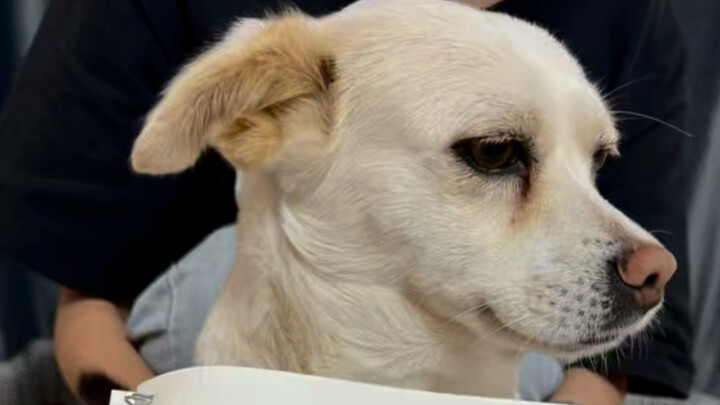 The Little White Dog Who Snuck My Spicy Hot Pot Food: A Rise to Success