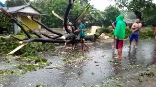 Ngeriiii !!!! Pohon tumbang semua !!