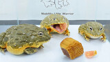 [Animals]Feeding a bullfrog with moon cake