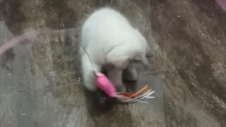 Cute cat playing