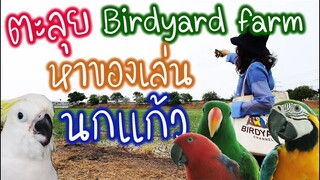 ตะลุย Birdyard Farm หาของเล่นนกแก้ว EP.128