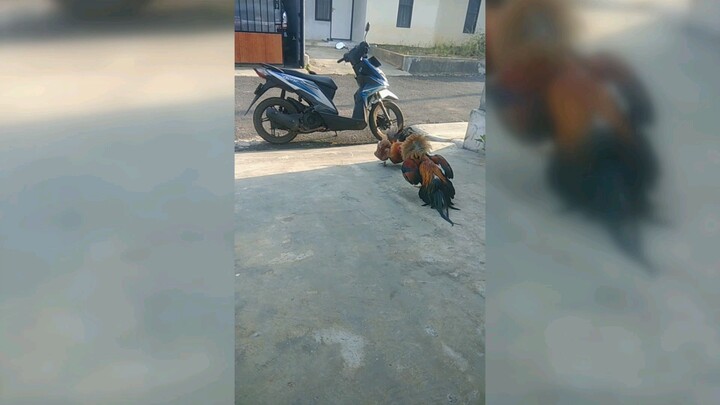 petarung jalanan