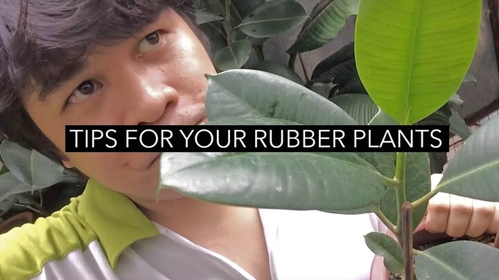 Rubber Plant Tips