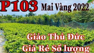 Mai vàng chơi tết p103 | ‭0939671734‬ Hào | Mai Giảo Thủ Đức Hàng giá rẻ sll