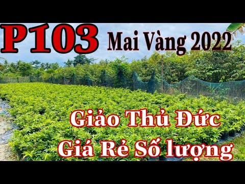 Mai vàng chơi tết p103 | ‭0939671734‬ Hào | Mai Giảo Thủ Đức Hàng giá rẻ sll